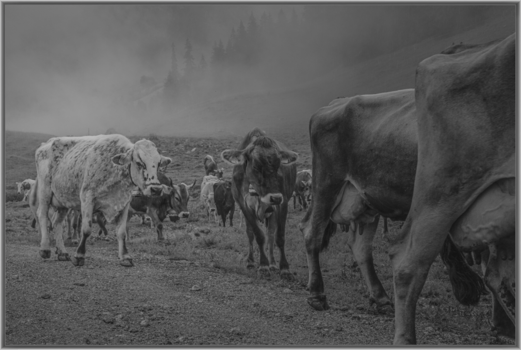 Main image Im Nebel der Berge